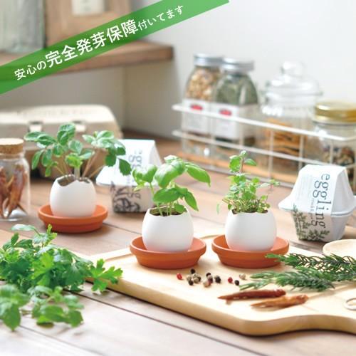 栽培キット 発芽保障 Eggling Eco Friendly ミント パセリ バジル サボテン カクタス ストロベリー ラベンダー 香草 栽培セット 聖新陶芸 Eg48 プラスコンフォート 通販 Yahoo ショッピング