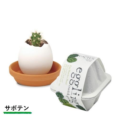 栽培キット 発芽保障 Eggling Eco Friendly ミント パセリ バジル サボテン カクタス ストロベリー ラベンダー 香草 栽培セット 聖新陶芸 Eg48 プラスコンフォート 通販 Yahoo ショッピング