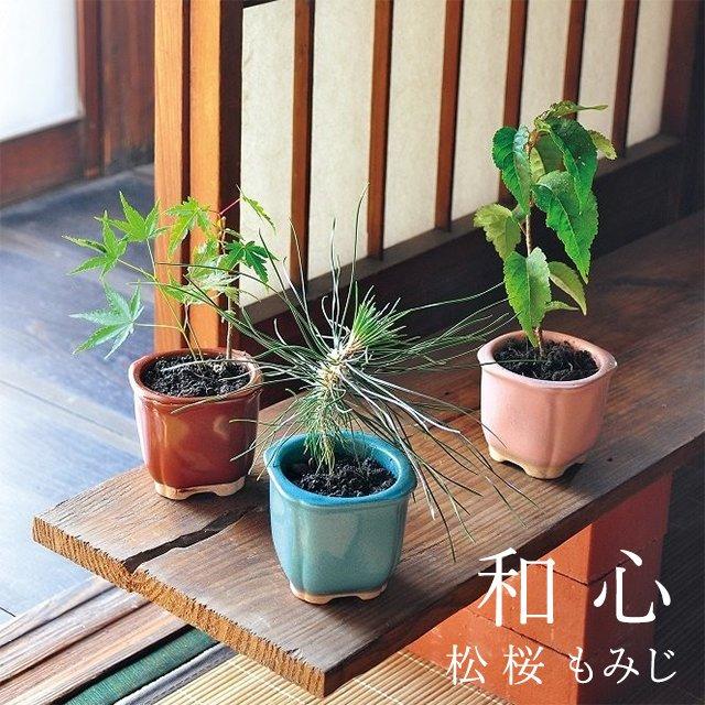 父の日 和心盆栽セット くろまつ 黒松 桜 もみじ 栽培キット 発芽保障