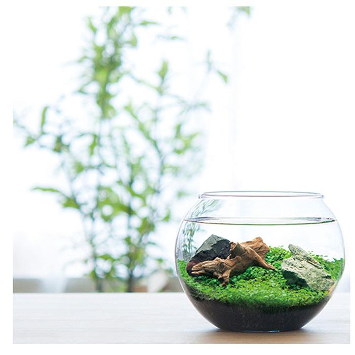 育てる水草 Lサイズ いやし アクアリウム テラリウム 水草 父の日 男性 プレゼント 栽培セット 発芽保障 栽培キット 和風庭園 グリーン 聖新陶芸 Gd 813 プラスコンフォート 通販 Yahoo ショッピング