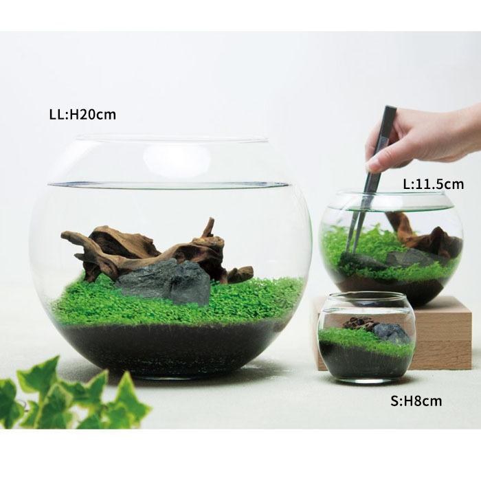 育てる水草 Lサイズ いやし アクアリウム テラリウム 水草 父の日 男性 プレゼント 栽培セット 発芽保障 栽培キット 和風庭園 グリーン 聖新陶芸 Gd 813 プラスコンフォート 通販 Yahoo ショッピング