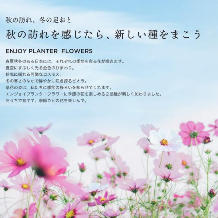 エンジョイ プランター フラワー コスモス 秋桜 ミニサイズ 栽培セット 発芽保障 家庭菜園 栽培キット 聖新陶芸 秋 Gd 932 プラスコンフォート 通販 Yahoo ショッピング