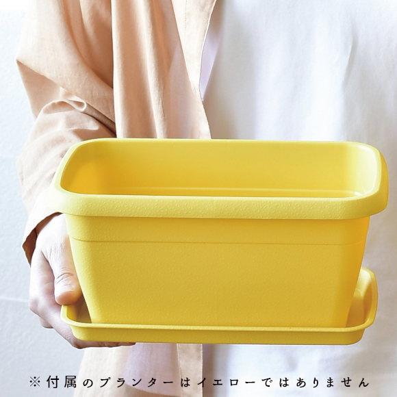 エンジョイ プランター フラワー コスモス 秋桜 ミニサイズ 栽培セット 発芽保障 家庭菜園 栽培キット 聖新陶芸 秋 Gd 932 プラスコンフォート 通販 Yahoo ショッピング