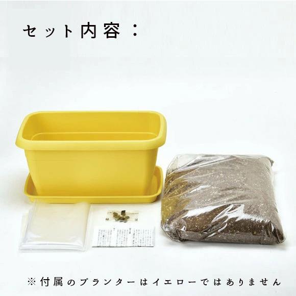 エンジョイ プランター フラワー コスモス 秋桜 ミニサイズ 栽培セット 発芽保障 家庭菜園 栽培キット 聖新陶芸 秋 Gd 932 プラスコンフォート 通販 Yahoo ショッピング