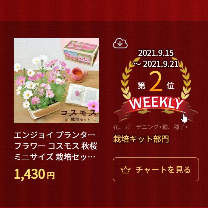 エンジョイ プランター フラワー コスモス 秋桜 ミニサイズ 栽培セット 発芽保障 家庭菜園 栽培キット 聖新陶芸 秋 Gd 932 プラスコンフォート 通販 Yahoo ショッピング