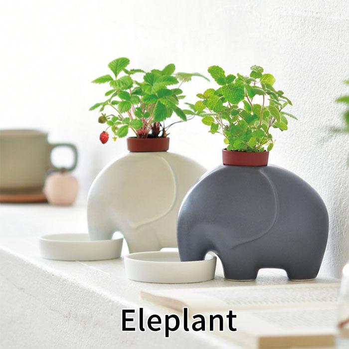 エレプラント 栽培セットアップルミント ワイルドストロベリー 発芽保障 鉢植え ガーデニング グリーン キッチンガーデン 栽培キット Gd 955 プラスコンフォート 通販 Yahoo ショッピング