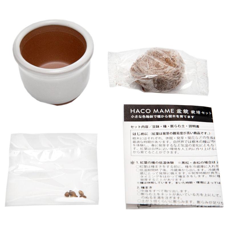 HACO MAME 盆栽栽培セット 赤松 もみじ gd-965 発芽保障 外国 お土産 商売繁盛 聖新陶芸 和風｜p-comfort｜11