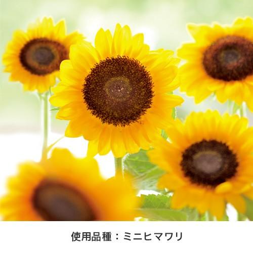 ミニヒマワリ スマイルサンフラワー フローラルコンテナ 栽培セット 発芽保障 ひまわり 防水 聖新陶芸 Gd434 プラスコンフォート 通販 Yahoo ショッピング
