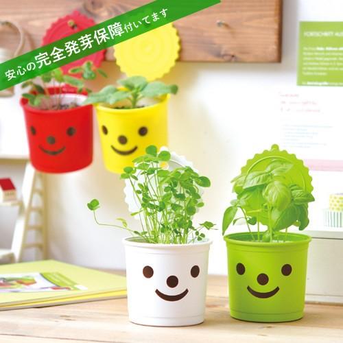 51 Off スマイル 栽培キット 発芽保障 ワイルドストロベリー クローバー バジル ひまわり 香草 栽培セット 聖新陶芸 Medimind Com Au