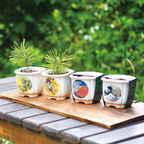 父の日 盆栽栽培セット Japanese Bonsai 発芽保障 黒松 聖新陶芸 和風 手軽