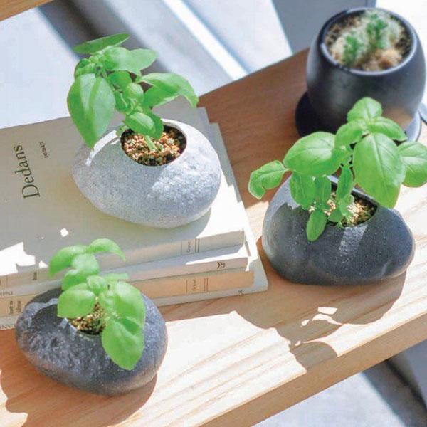 現金特価 ロックバジル Gd806 栽培 キット セット プランツ 石 バジル ポット ギフト 聖新陶芸 Plants Rock プランツロック Supplystudies Com