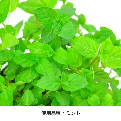 ボトルハーブス 栽培キット 発芽保障 ワイルドストロベリー チリペッパー とうがらし バジル ミント 香草 栽培セット 聖新陶芸 Gd906 プラスコンフォート 通販 Yahoo ショッピング