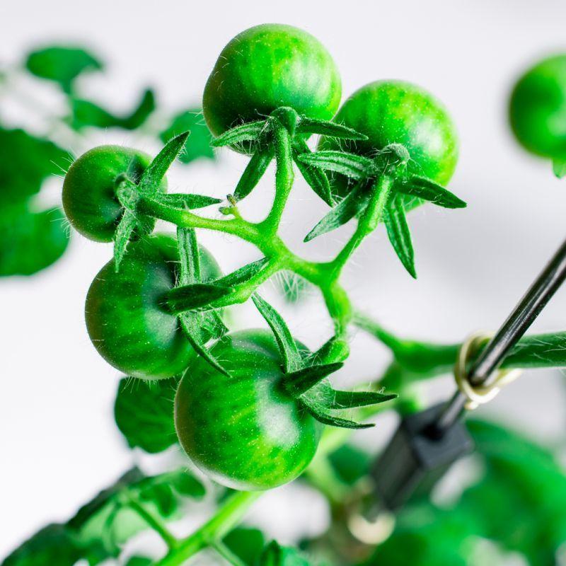 新版 ペットボトル 栽培セット プチトマト グリーントイ 家庭菜園 簡単 野菜 果物 水耕栽培 水道水 送料無料 Aynaelda Com