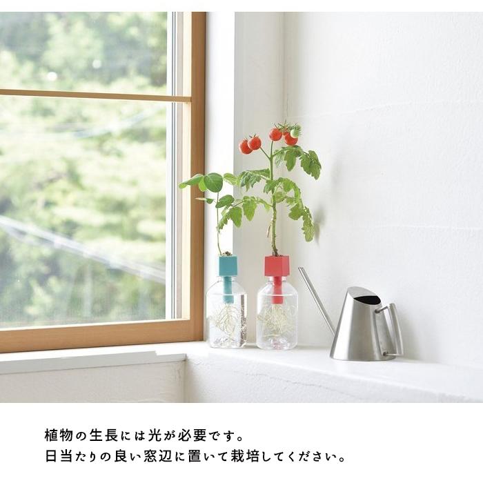 ペットボトル 栽培セット さぼてん サボテン グリーントイ 家庭菜園 送料無料 再販ご予約限定送料無料 簡単 野菜 水耕栽培 果物 水道水