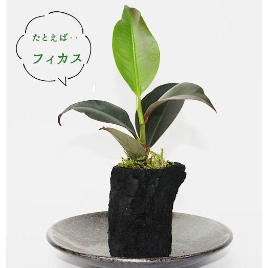 炭 消臭 盆栽 苔アレンジ 玄関 国産 湿気取り くぬぎ炭 穴あき 植木鉢 鉢 プランター ミニ 観葉植物用 苔 ポット I 922 プラスコンフォート 通販 Yahoo ショッピング