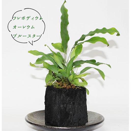 炭 消臭 盆栽 苔アレンジ 玄関 国産 湿気取り くぬぎ炭 穴あき 植木鉢 鉢 プランター ミニ 観葉植物用 苔 ポット I 922 プラスコンフォート 通販 Yahoo ショッピング