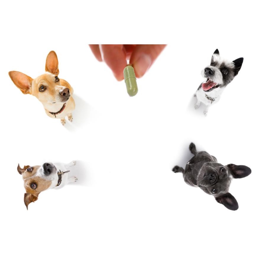 グリーンチャージ 得得２本セット 犬猫用ユーグレナ ペットサプリ 和名ミドリムシ パラミロン免疫力up 必須アミノ酸 59種の栄養 効率吸収 ミドリムシ 1002 21 D Jupiter 通販 Yahoo ショッピング