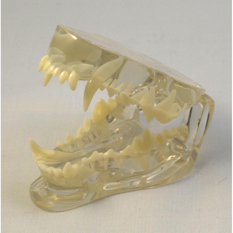 犬の透明顎(アゴ)3D模型  イヌ歯科 <トライマント製>
