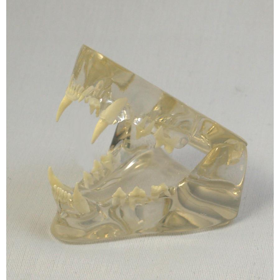 猫の透明顎(アゴ)3D模型 ネコ歯科　<トライマント製>