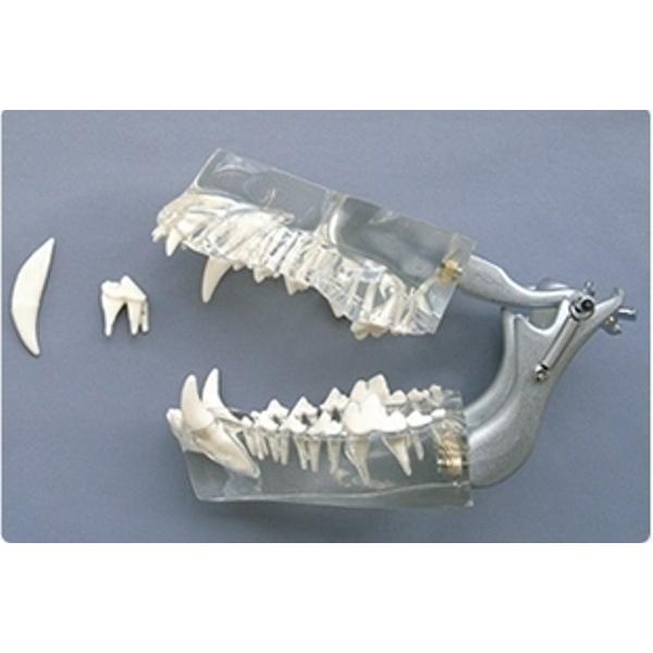 歯牙模型 3種類 別売り可 歯牙 模型