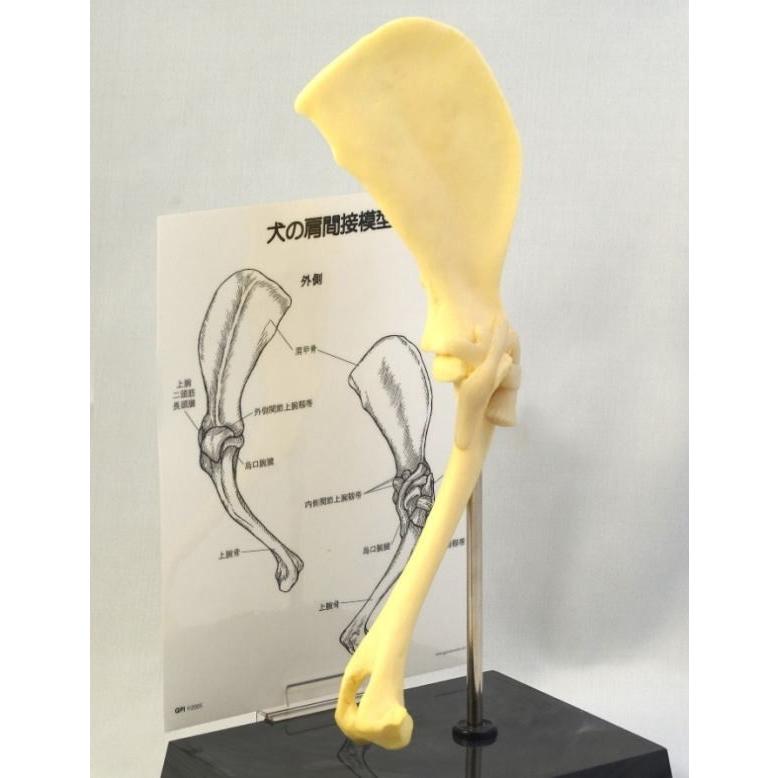 犬の肩関節の 3D模型