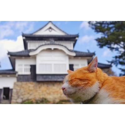 備中松山城　修築記念　三つ巴　灰皿 岡山県 高梁市 備中松山城 さんじゅーろー グッズ フェイスタオル C