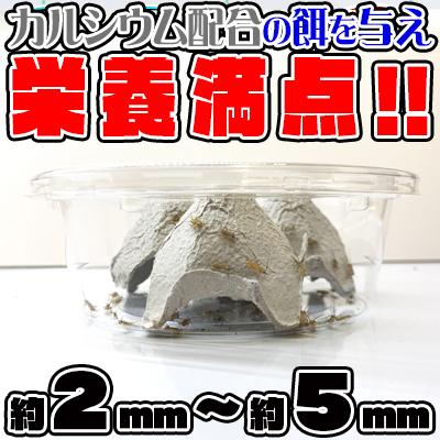 SS-100匹]ヨーロッパイエ コオロギ 生き餌 2mm〜5mm パックンファーム 