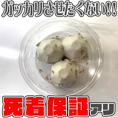 SS-100匹]ヨーロッパイエ コオロギ 生き餌 2mm〜5mm パックンファーム 