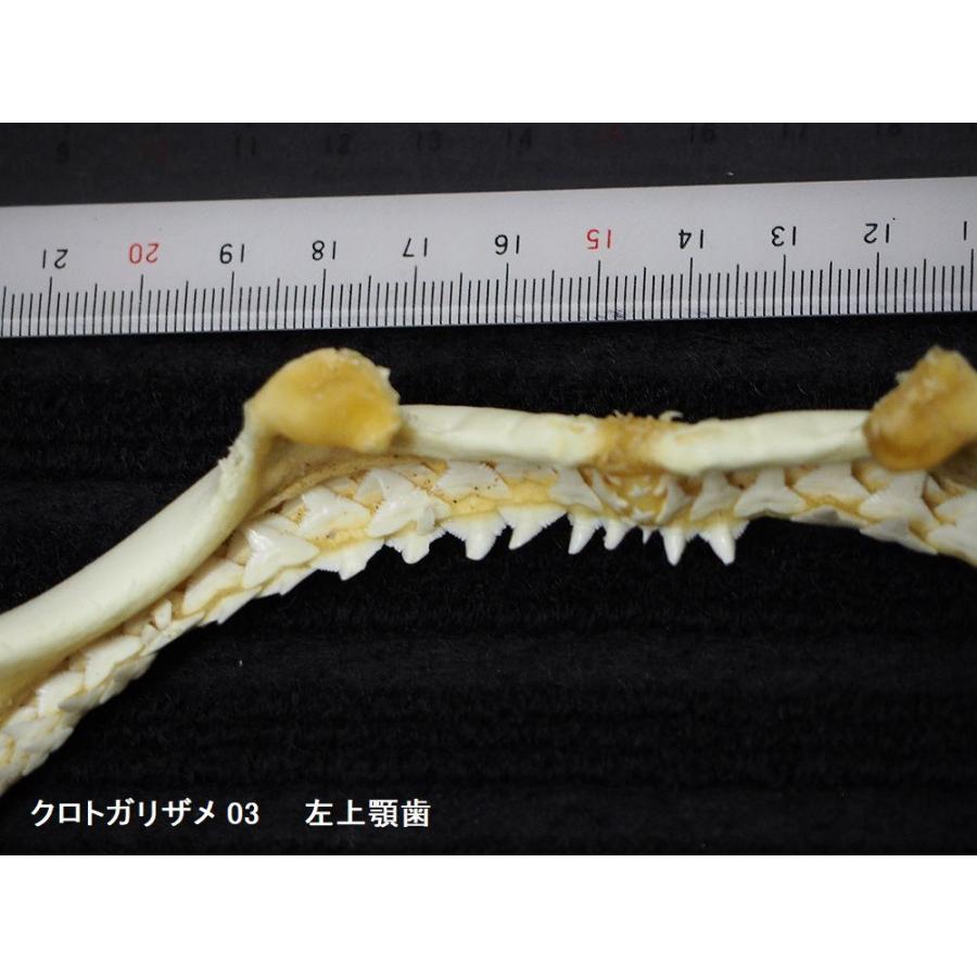 鮫の歯の剥製クロトガリザメ