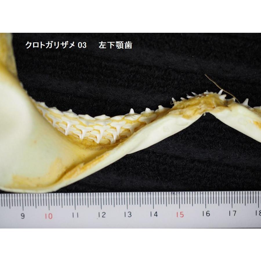 鮫の歯の剥製クロトガリザメ