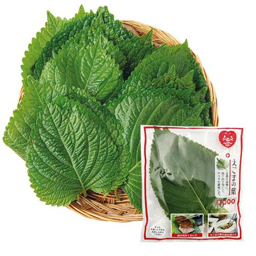 冷蔵 エゴマの葉 えごまの葉 ケンニプ 1束(10枚入)□日本産 生野菜