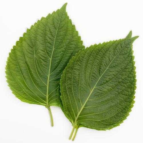 冷蔵 エゴマの葉 えごまの葉 ケンニプ 1束(10枚入)□日本産 生野菜