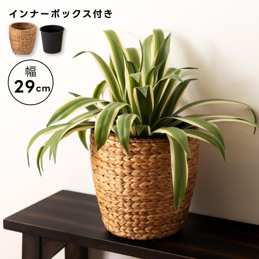 リゾート プランター 4 テーブルヤシ 約200cm 超大型観葉植物 南国