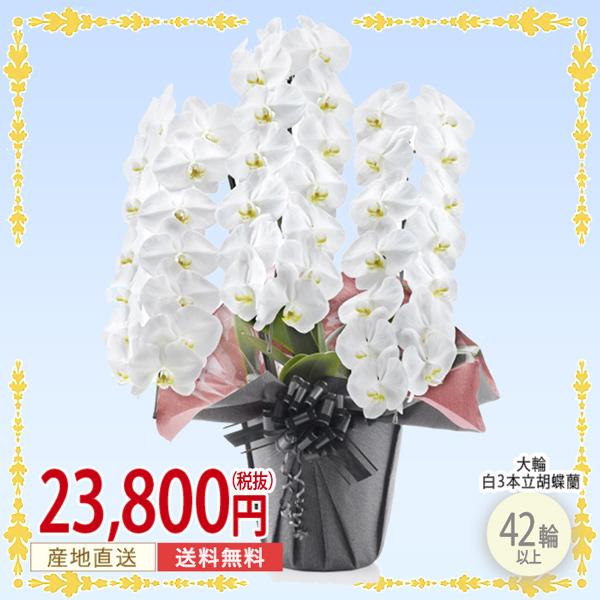 胡蝶蘭 白 ３本立ち 大輪 ３本立ち ４２輪以上 華やか 豪華 鉢