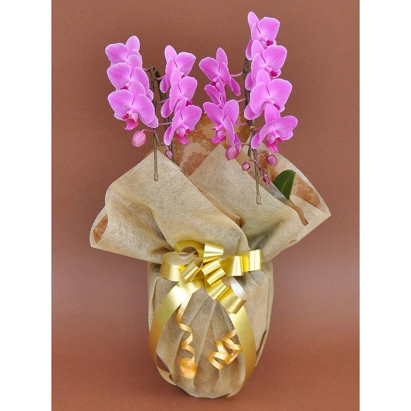 超歓迎された 華やか １４輪以上 ２本立ち ピンクミディ 胡蝶蘭 贈答用にも人気のミディ胡蝶蘭 豪華 愛情 清純 花 鉢植え 新築祝い 退職祝い 就任 祝い 結婚記念 記念日 設立祝い ギフト 生花 Gtcocalscan Com