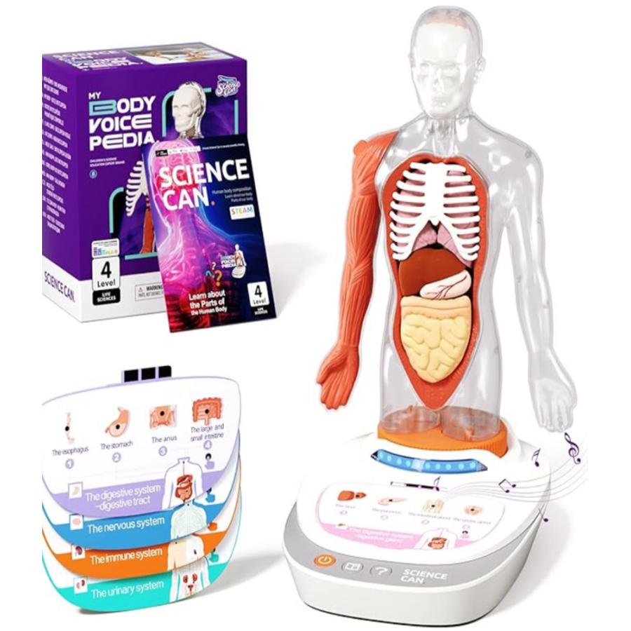 人体模型 子供用  解剖学 組み立てキット STEM 教育玩具 学習 知育 おもちゃ ギフト  6歳以上