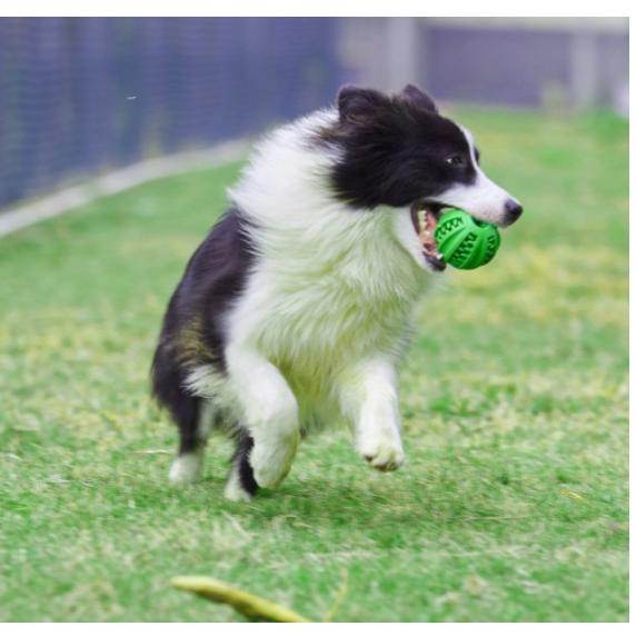 犬用 おもちゃ 噛むおもちゃ フード入れ おやつボール 歯磨きボール