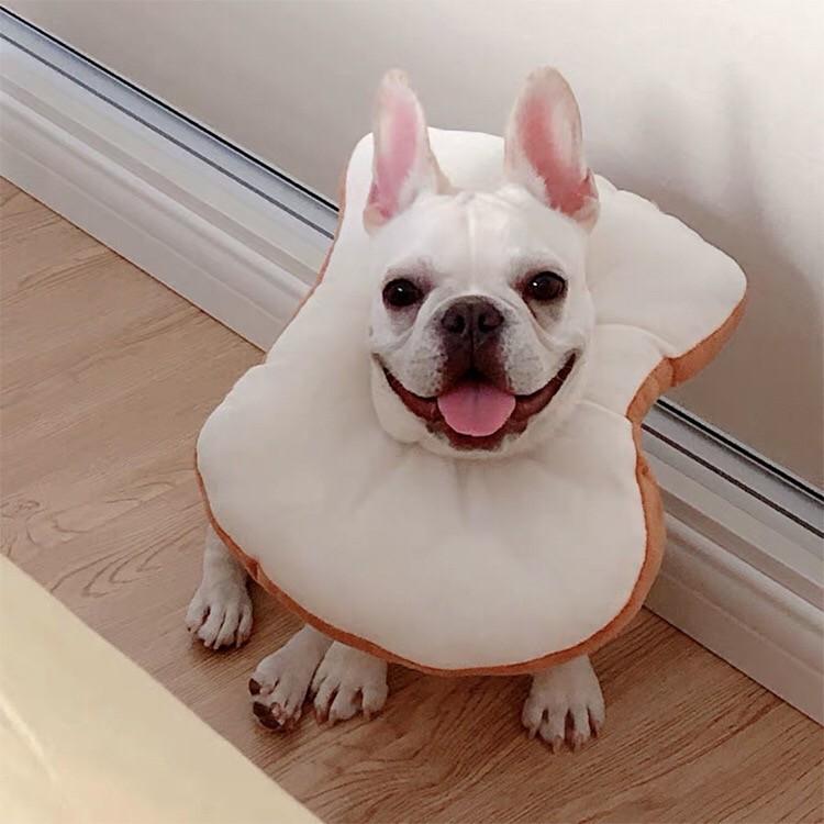 猫用エリザベスカラー なめ防止安全小動物トーストペットコーン ストレスフリーリカバリーカラー 犬 猫用エリザベスカラー Panni Cat004 Panni2 Shop 通販 Yahoo ショッピング