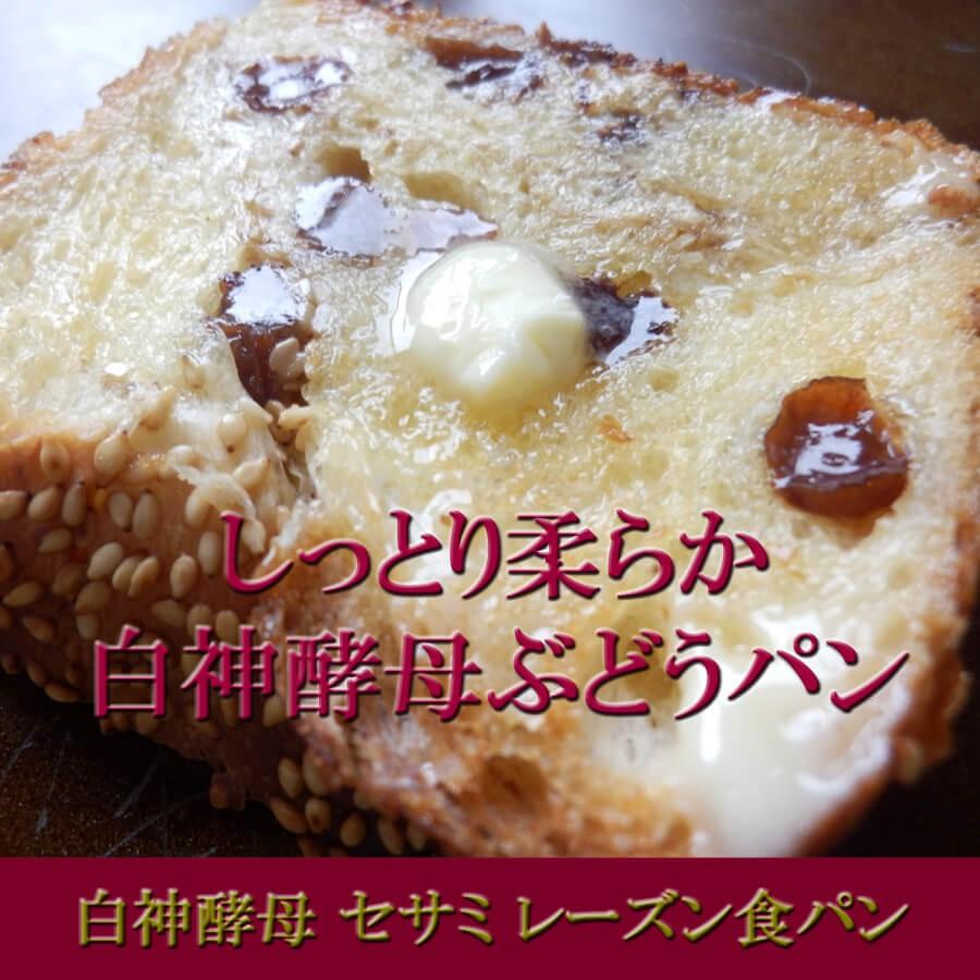 レーズン食パン セサミたっぷり 柔らかぶどうパン 白神酵母仕込 : 天然