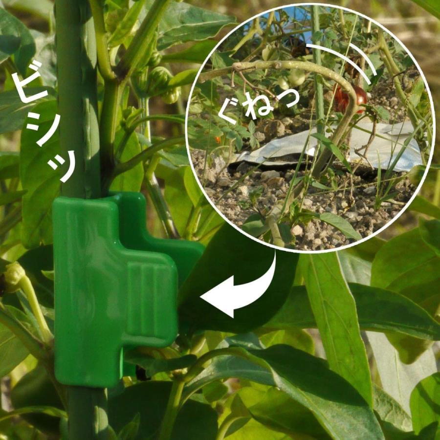 ブーゲンビリア バリエガータ の特徴や育て方 剪定の時期や方法等の紹介 Beginners Garden 庭の植物クリップは植物を登るための植物の茎のクリップを調整する Vladatk Gov Ba