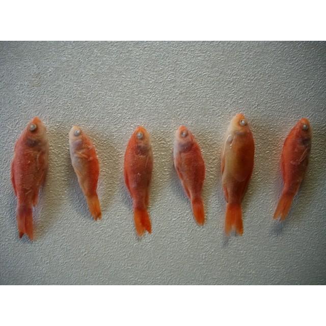 冷凍姉金 エサ金 : 三好物流パンタナール店 - 通販 - Yahoo!ショッピング