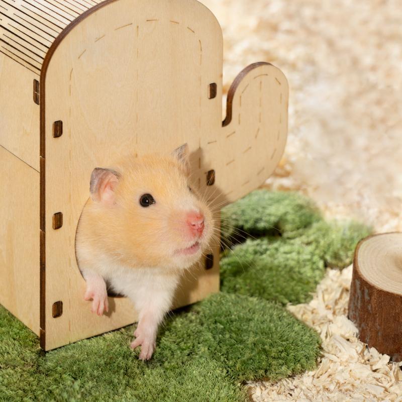 ミオファン DIYハウス カクタス S 小動物 ハムスター ハウス 木製