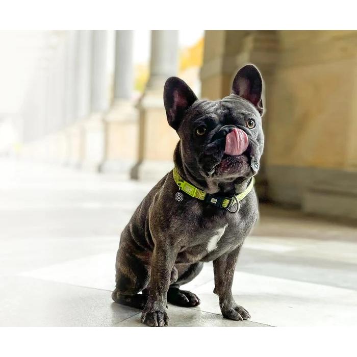 犬用首輪 犬用リード 2点セット お散歩セット マックス＆モーリー S