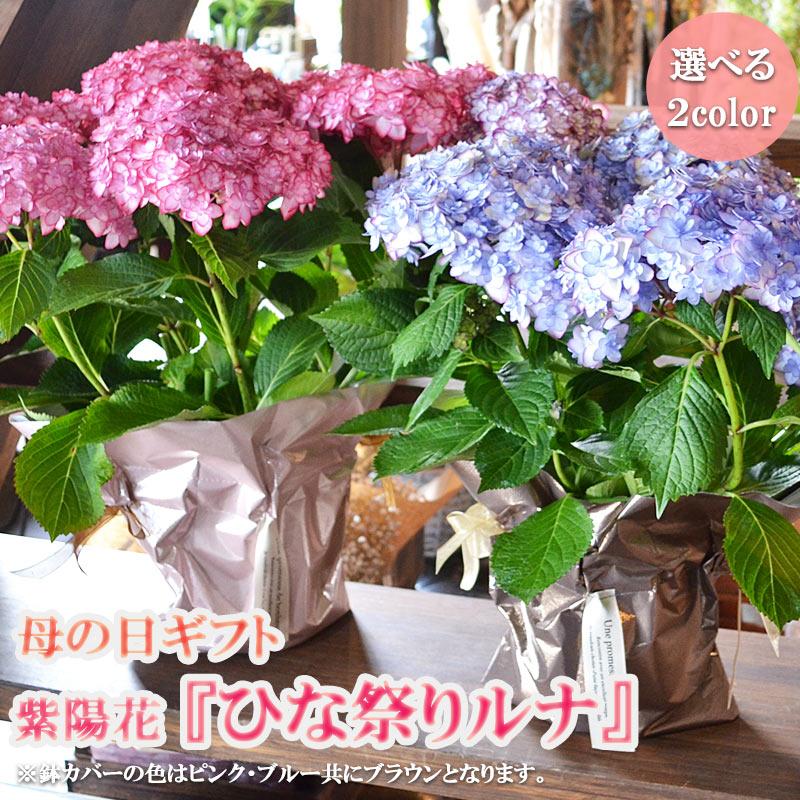 母の日 ギフト あじさいの鉢植え 紫陽花(ひな祭りルナ) 花 花鉢 鉢花