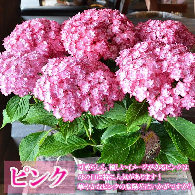 母の日 ギフト あじさいの鉢植え 紫陽花(ひな祭りルナ) 花 花鉢 鉢花