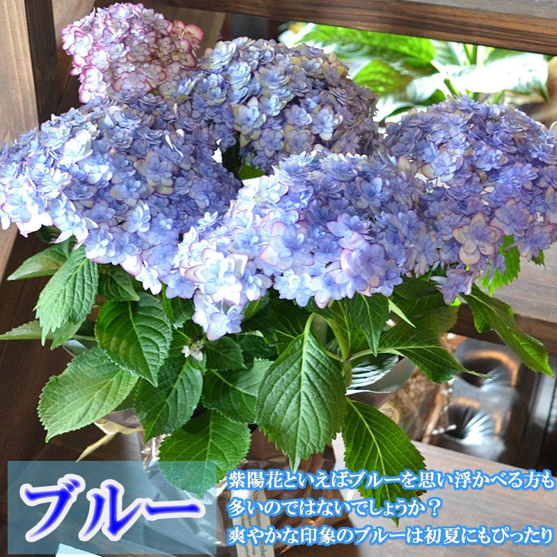 母の日 ギフト あじさいの鉢植え 紫陽花(ひな祭りルナ) 花 花鉢 鉢花