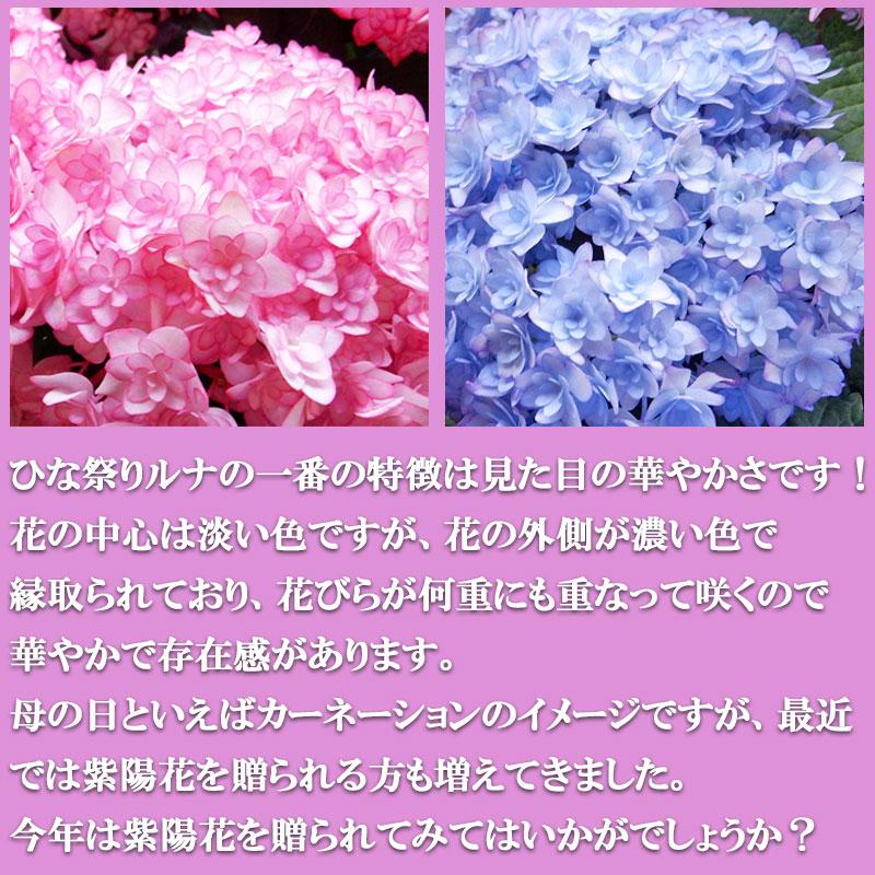 母の日 ギフト あじさいの鉢植え 紫陽花(ひな祭りルナ) 花 花鉢 鉢花