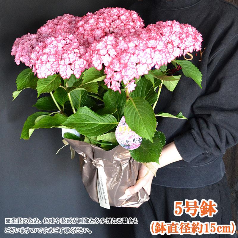 母の日 ギフト あじさいの鉢植え 紫陽花(ひな祭りルナ) 花 花鉢 鉢花