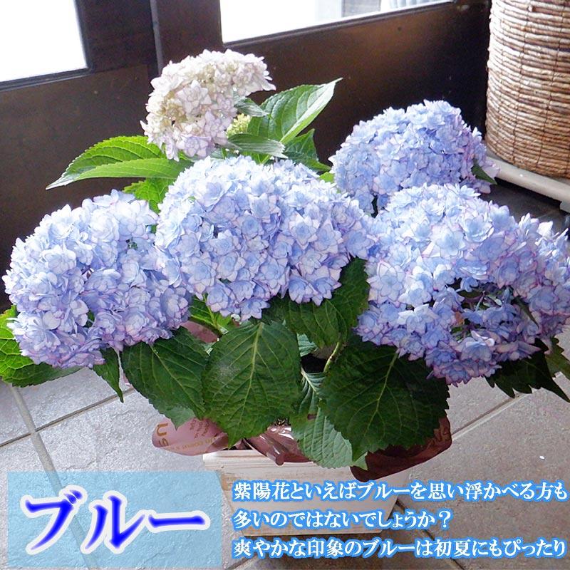 母の日 ギフト 選べる 花鉢 紫陽花(ひな祭りルナ) カラー 花 母の日 ギフト 選べる 花鉢 紫陽花(ひな祭りルナ) カラー 花
