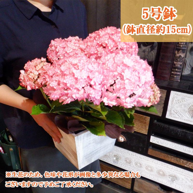 母の日 ギフト 選べる 花鉢 紫陽花(ひな祭りルナ) カラー 花